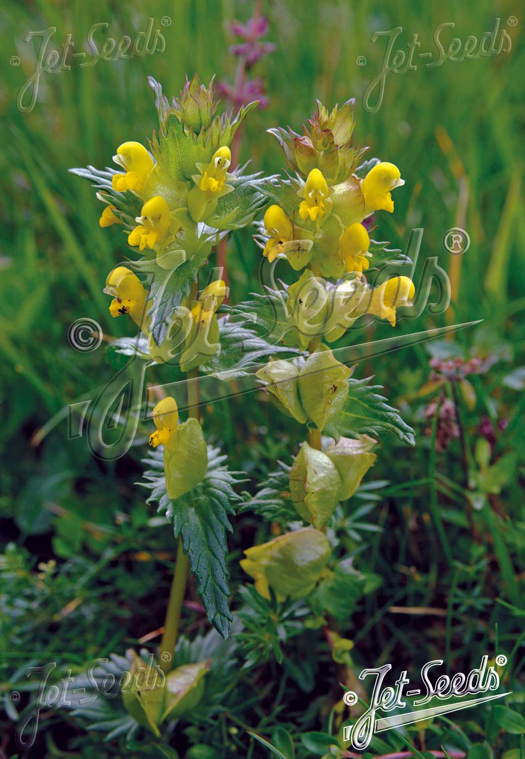 RHINANTHUS alecterolophus Štrkáč kohútikový cca 20 semien