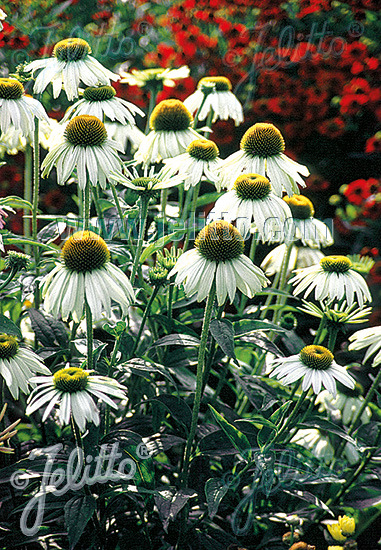 ECHINACEA purpurea Alba White Swan 50 semien
