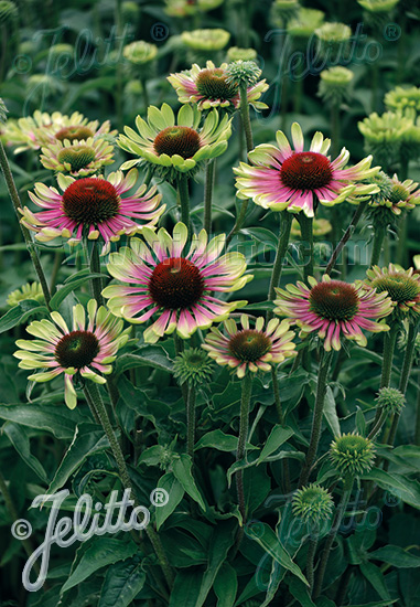 ECHINACEA purpurea 'Green Twister' cca 10 semien