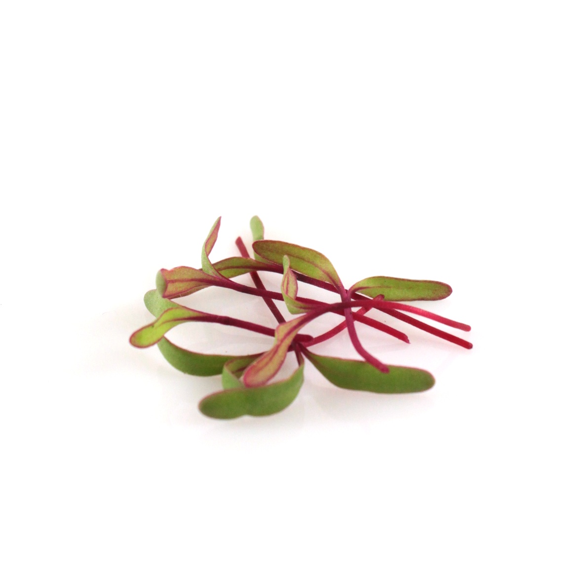 Červená repa semená na mikrozeleninu 10 kg