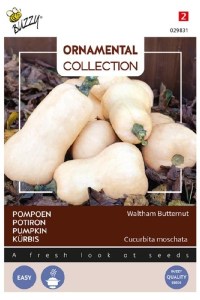 Tekvica, Waltham Butternut, semená