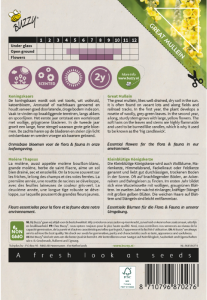 divozel, verbascum, semená divozelu, semená verbascum, kvety verbascum, bylink verbascum,