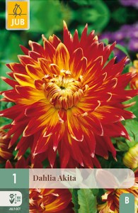 dalia, dahlia, georgina, hluza, Akita