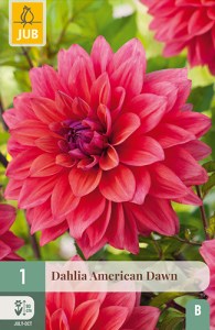 dalia, dahlia, georgina, hluza, American Dawn