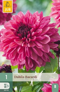 100040_dalia_bacardi