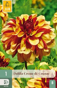 dahlia, dália, georgína, georgíny, dálie, hluza, hluzy