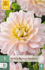 dahlia, dália, georgína, georgíny, dálie, hluza, hluzy