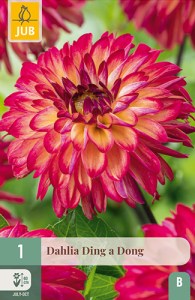 dahlia, dália, georgína, georgíny, dálie, hluza, hluzy