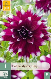 dahlia, dália, georgína, georgíny, dálie, hluza, hluzy, Mystery Day