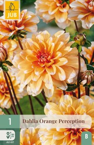 dahlia, dália, georgína, georgíny, dálie, hluza, hluzy, Orange Perception