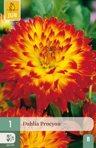 dahlia, dália, georgína, georgíny, dálie, hluza, hluzy, Procyon