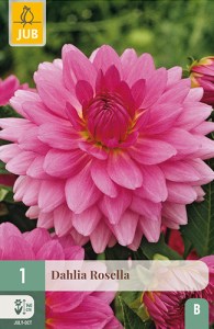 dahlia, dália, georgína, georgíny, dálie, hluza, hluzy, Rosella