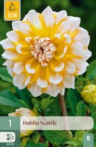 dahlia, dália, georgína, georgíny, dálie, hluza, hluzy, Seattle