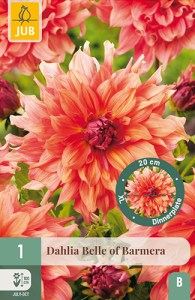 dahlia, dália, georgína, georgíny, dálie, hluza, hluzy, dinnerplate, tanierová, xxl, Belle of Barmera