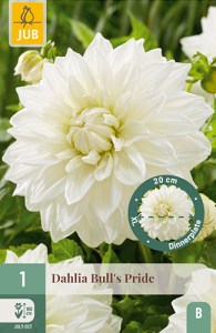 dahlia, dália, georgína, georgíny, dálie, hluza, hluzy, dinnerplate, tanierová, xxl, bulls pride