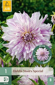 dahlia, dália, georgína, georgíny, dálie, hluza, hluzy, dinnerplate, tanierová, xxl, moms special