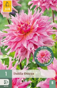 dahlia, dália, georgína, georgíny, dálie, hluza, hluzy, dinnerplate, tanierová, xxl, omega