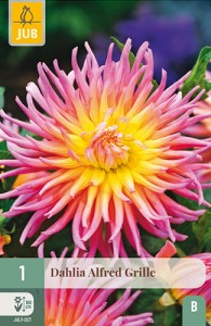 dahlia, dália, georgína, georgíny, dálie, hluza, hluzy, cactus, kaktusovitá, kaktusová, Alfred Grille