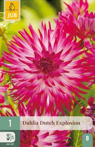 dahlia, dália, georgína, georgíny, dálie, hluza, hluzy, hluzy dalii, hluza georgin, hluza dalie, hluza georginy, hluzy georgin, cactus, kaktusovitá, kaktusová, dutch explosion