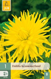 dahlia, dália, georgína, georgíny, dálie, hluza, hluzy, hluzy dalii, hluza georgin, hluza dalie, hluza georginy, hluzy georgin, cactus, kaktusovitá, kaktusová, kennemerland