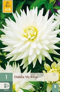 dahlia, dália, georgína, georgíny, dálie, hluza, hluzy, hluzy dalii, hluza georgin, hluza dalie, hluza georginy, hluzy georgin, cactus, kaktusovitá, kaktusová, my love