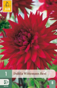 dahlia, dália, georgína, georgíny, dálie, hluza, hluzy, hluzy dalii, hluza georgin, hluza dalie, hluza georginy, hluzy georgin, cactus, kaktusovitá, kaktusová, wittemans best