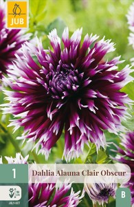 dahlia, dália, georgína, georgíny, dálie, hluza, hluzy, hluzy dalii, hluza georgin, hluza dalie, hluza georginy, hluzy georgin, fimbriata, alauna clair obscour