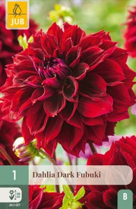 dahlia, dália, georgína, georgíny, dálie, hluza, hluzy, hluzy dalii, hluza georgin, hluza dalie, hluza georginy, hluzy georgin, fimbriata, dark fubuki