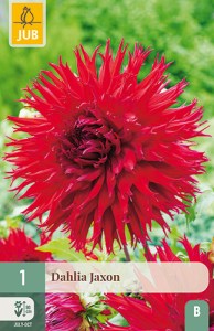 dahlia, dália, georgína, georgíny, dálie, hluza, hluzy, hluzy dalii, hluza georgin, hluza dalie, hluza georginy, hluzy georgin, fimbriata, jaxon