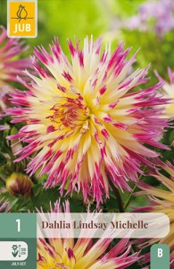 dahlia, dália, georgína, georgíny, dálie, hluza, hluzy, hluzy dalii, hluza georgin, hluza dalie, hluza georginy, hluzy georgin, fimbriata, lindsay michelle