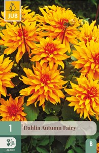 dahlia, dália, georgína, georgíny, dálie, hluza, hluzy, hluzy dalii, hluza georgin, hluza dalie, hluza georginy, hluzy georgin 