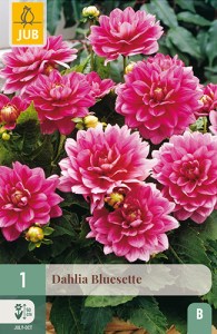 dahlia, dália, georgína, georgíny, dálie, hluza, hluzy, hluzy dalii, hluza georgin, hluza dalie, hluza georginy, hluzy georgin 