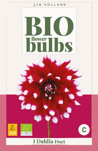 dahlia, dália, georgína, georgíny, dálie, hluza, hluzy