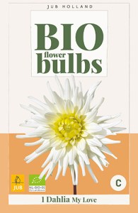 dahlia, dália, georgína, georgíny, dálie, hluza, hluzy, hluzy dalii, hluza georgin, hluza dalie, hluza georginy, hluzy georgin, cactus, kaktusovitá, kaktusová, bio dalia, my love