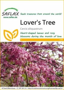 12308-cercis-siliquastrum-seed-package-front-cr-english