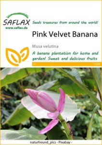 12344-musa-velutina-seed-package-front-cr-english
