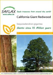 12354-sequoiadendron-gigantea-seed-package-front-cr-english