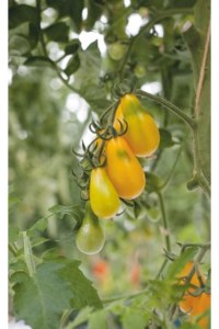 Paradajky, rajciny žlté, hruškovité rajciny, Yellow Pearshaped,