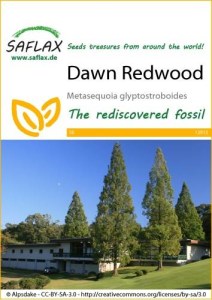 12912-metasequoia-glyptostroboides-seed-package-front-cr-english