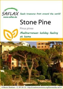 12918-pinus-pinea-seed-package-front-cr-english