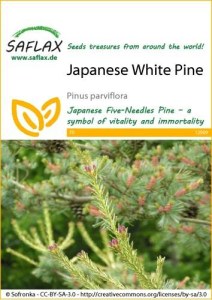 12969-pinus-parviflora-seed-package-front-cr-english