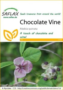 13149-akebia-quinata-seed-package-front-cr-english