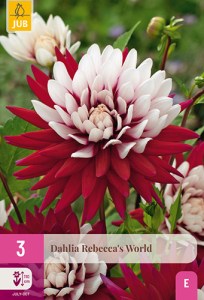 dahlia, dália, georgína, georgíny, dálie, hluza, hluzy, hluzy dalii, hluza georgin, hluza dalie, hluza georginy, hluzy georgin, cactus, kaktusovitá, kaktusová, rebeccas world