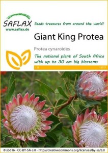 13717-protea-cynaroides-seed-package-front-cr-english