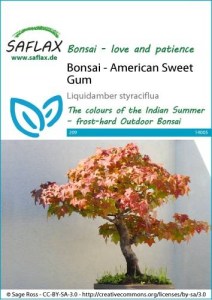 14005-liquidamber-styraciflua-seed-package-front-cr-english