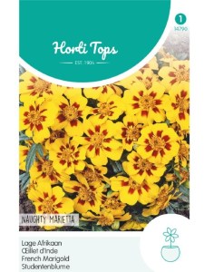 Tagetes Naughty Marietta