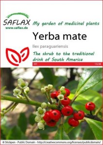 15238-ilex-paraguariensis-seed-package-front-cr-english