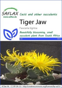 19411-faucaria-tigrina-seed-package-front-cr-english