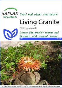 19414-pleiospilos-nelii-seed-package-front-cr-english