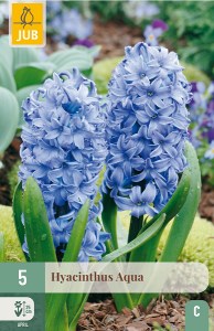 modry hyacint, kvetove cibulky, cibuloviny, kvety, cibule hyacintov